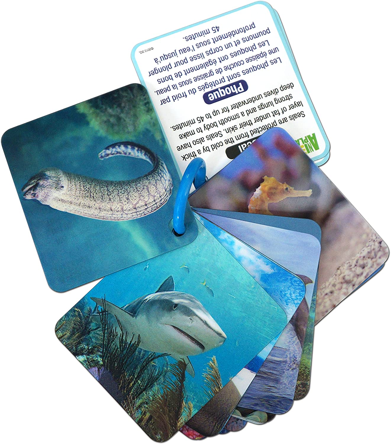3D Marine Animal Flash Cards by Smart Play