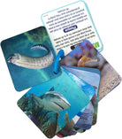 3D Marine Animal Flash Cards by Smart Play