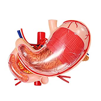 4D Human Anatomoy Stomach Other Organs by TEDCO 1