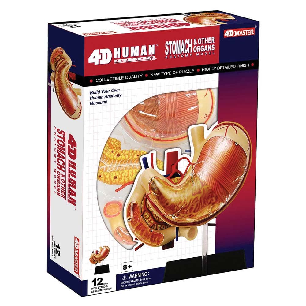4D Human Anatomoy Stomach Other Organs by TEDCO