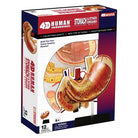 4D Human Anatomoy Stomach Other Organs by TEDCO