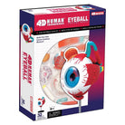 4D Human Anatomy Eyeball Model by TEDCO