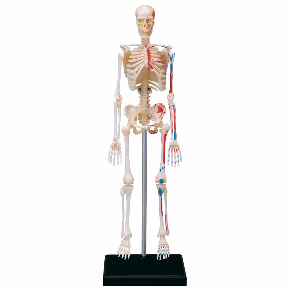 4D Human Anatomy Skeleton by TEDCO 1
