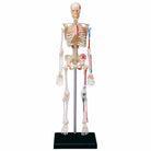 4D Human Anatomy Skeleton by TEDCO 1
