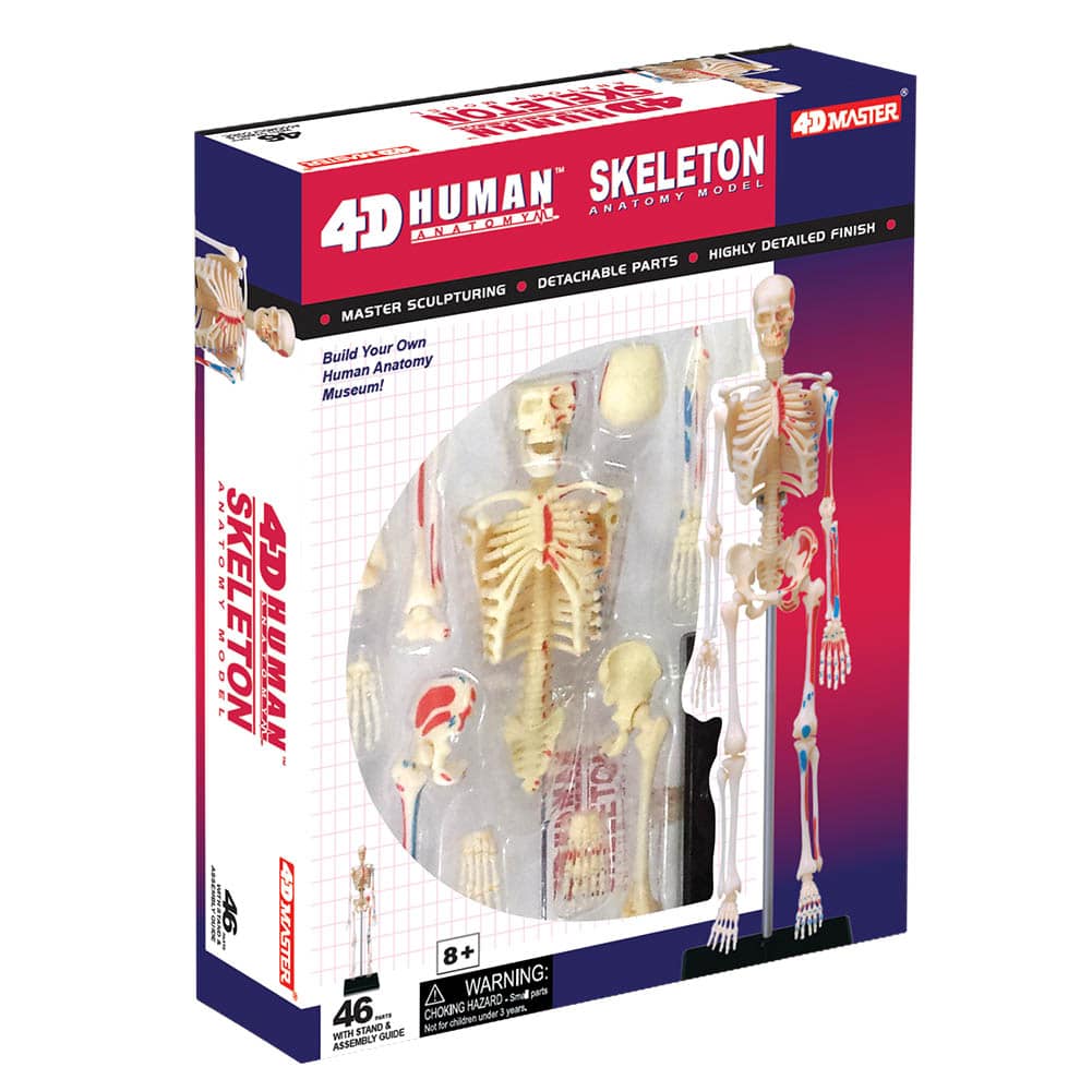 4D Human Anatomy Skeleton by TEDCO