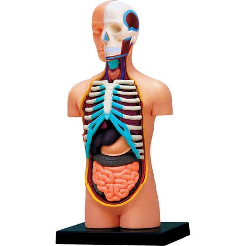 4D Human Anatomy Torso Model by TEDCO 1