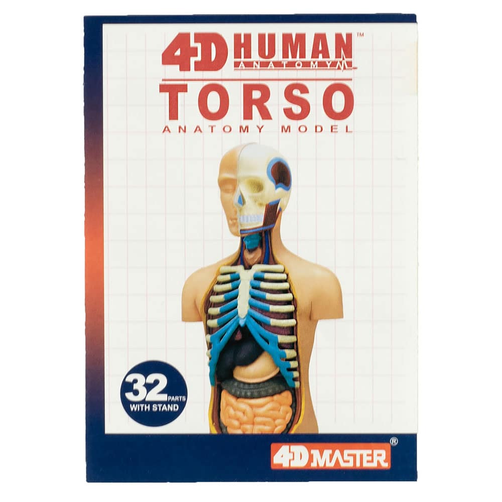 4D Human Anatomy Torso Model by TEDCO