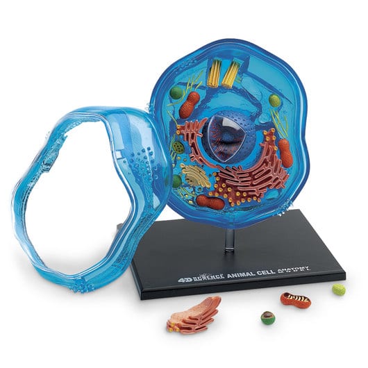 4D Science Animal Cell Model – A2Z Science & Toys