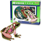 4D Vision Full Frog Skeleton by TEDCO