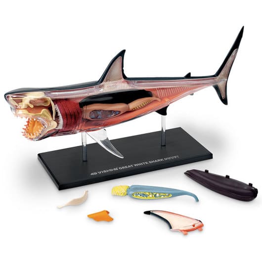 4D Vision Great White Shark Anatomy Model – A2Z Science & Toys