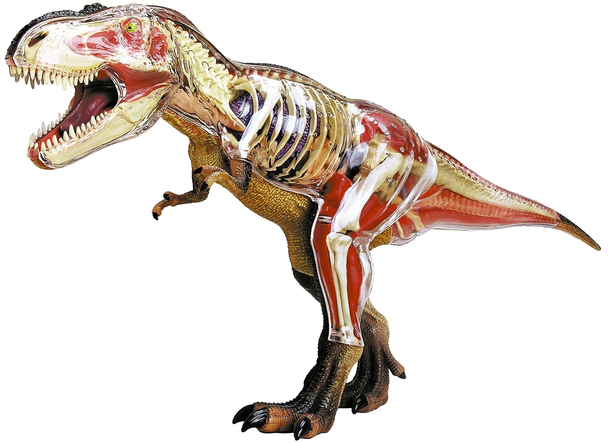 4D Vision T-Rex Anatomy – A2Z Science & Toys