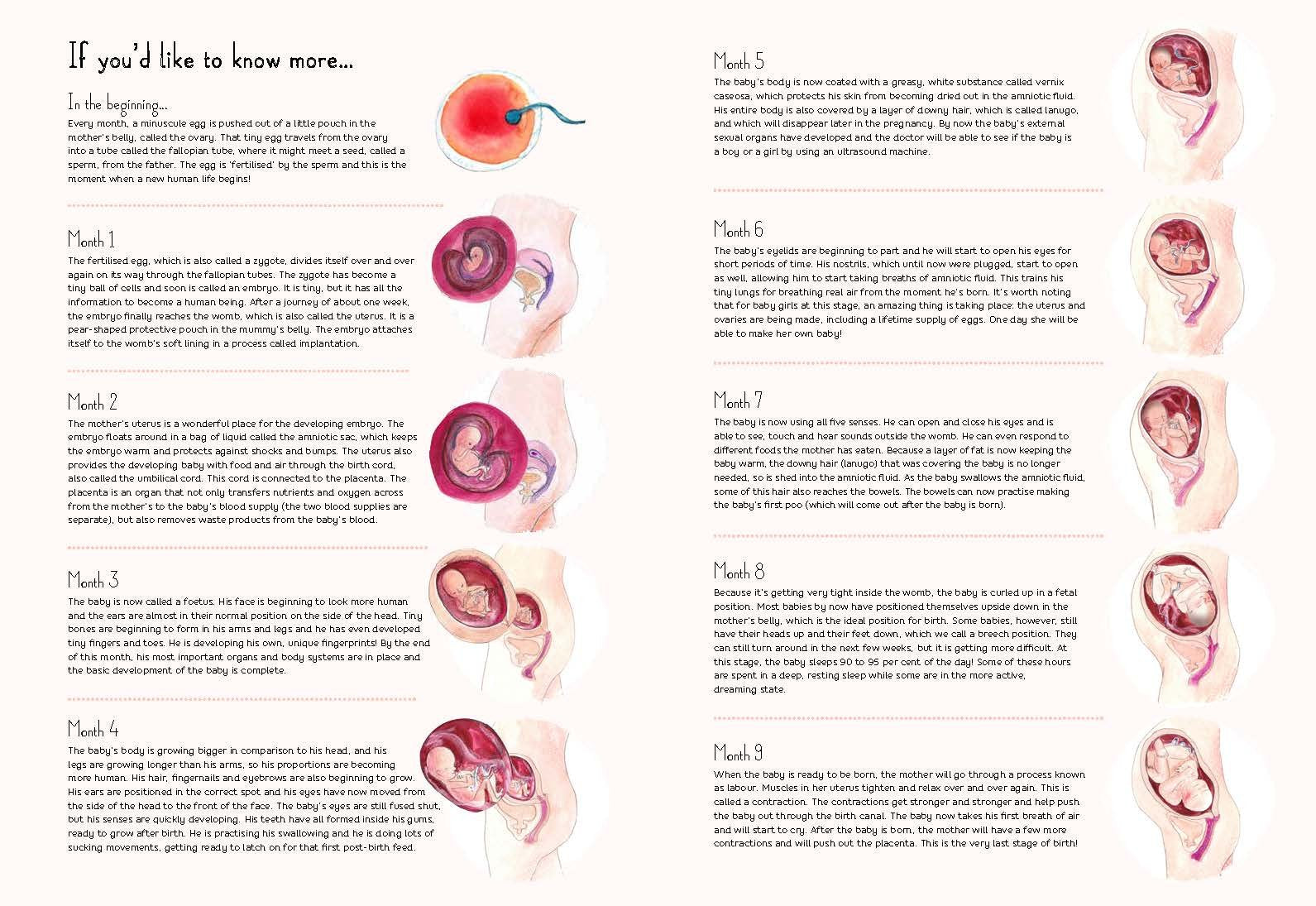 9 Months A Month by Month Guide to Pregnancy for the Family to Share by Quarto Publishing 5