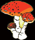 Amanita Mushroom Pin by WM Spear Designs