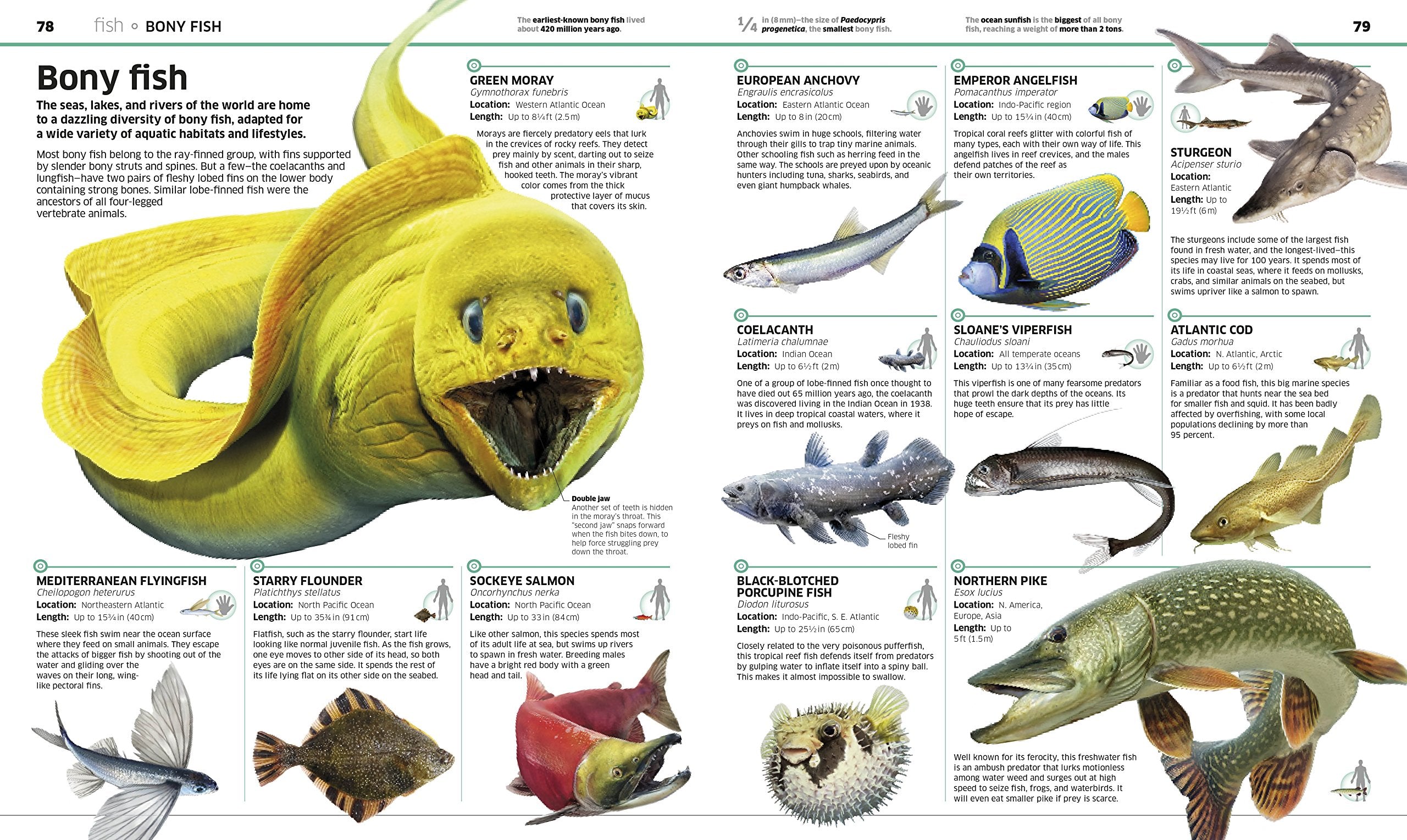 Animal! Encyclopedia – A2Z Science & Toys