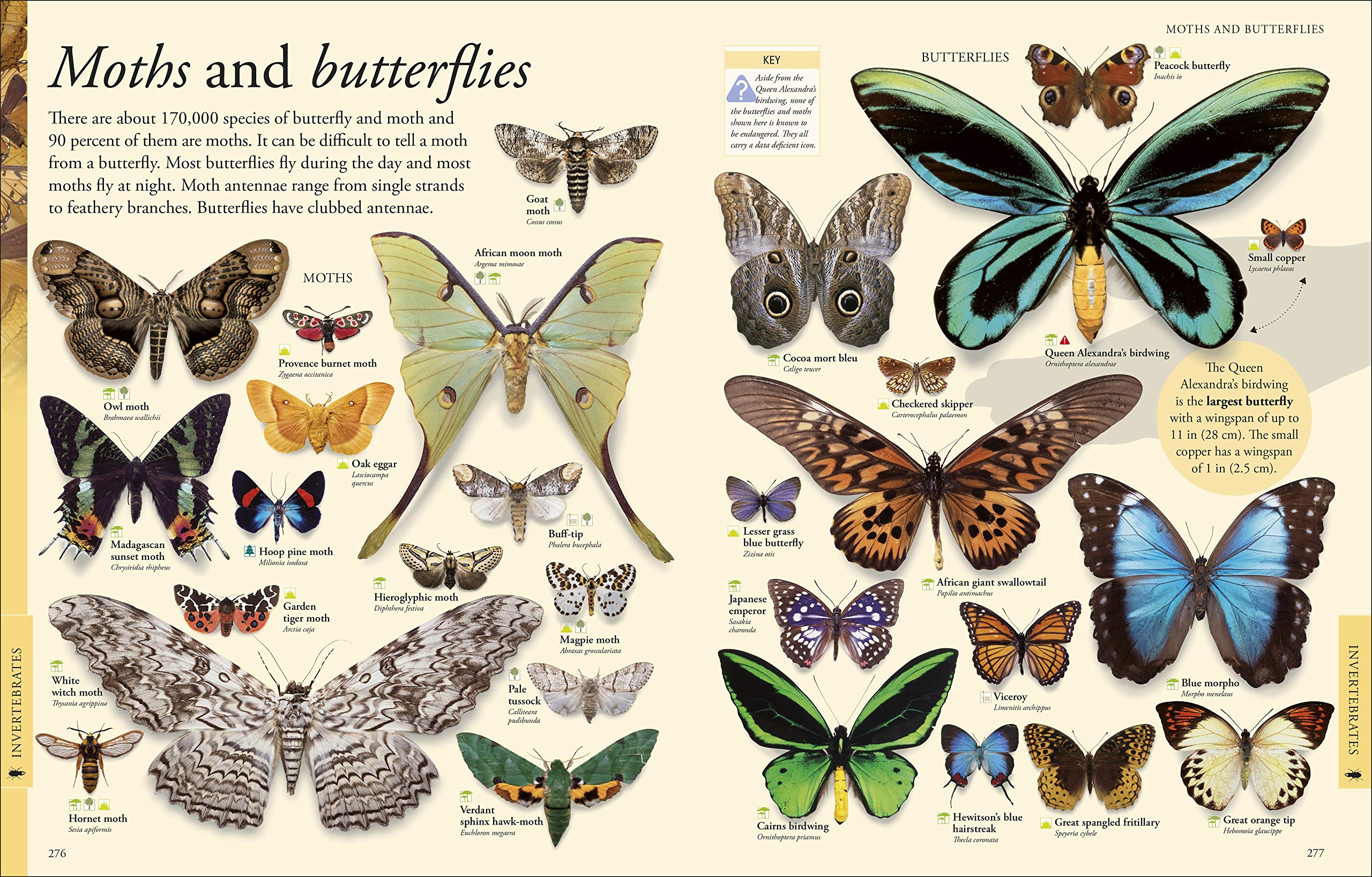 Animals A Visual Encyclopedia by Dorling Kindersley 3