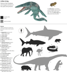 Animals by the Numbers A Book of Infographics by Houghton Mifflin 4