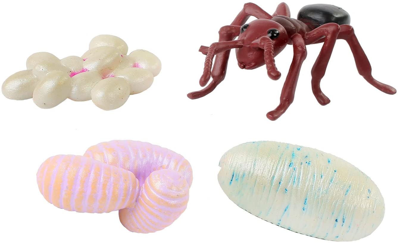 Ant Life Cycle by Insect Lore 1