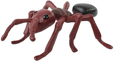 Ant Life Cycle by Insect Lore 4