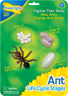 Ant Life Cycle by Insect Lore