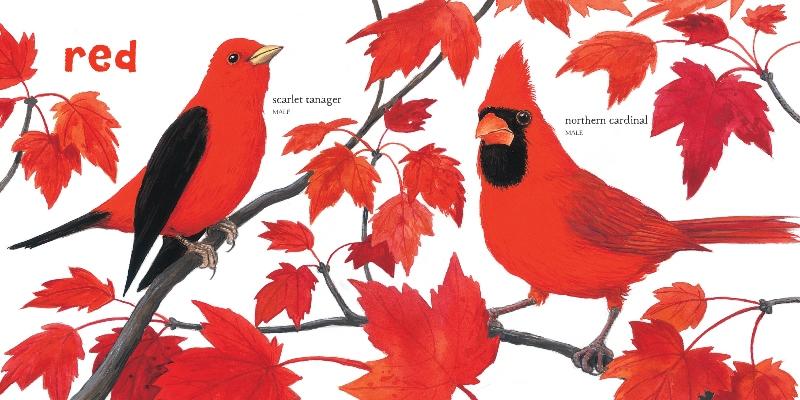 Babys First Book of Birds Colors by Charlesbridge 1