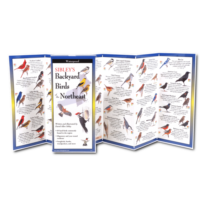 Backyard Birds of the Northeast by Earth Sky Water 1