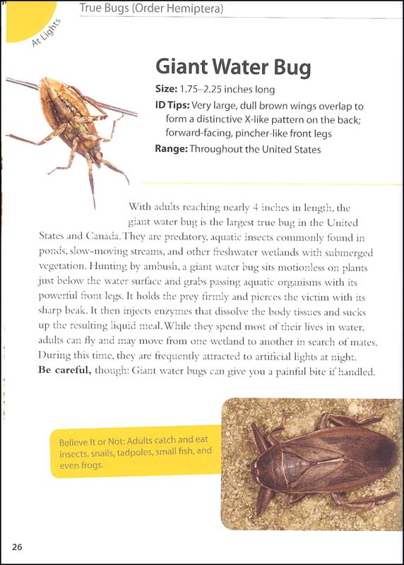 Backyard Bugs An Identification Guide to Common Insects Spiders and More by Adventure Publications 6