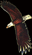 Bald Eagle Pin by WM Spear Designs