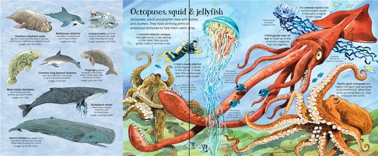Big Book of Sea Creatures by Usborne 3