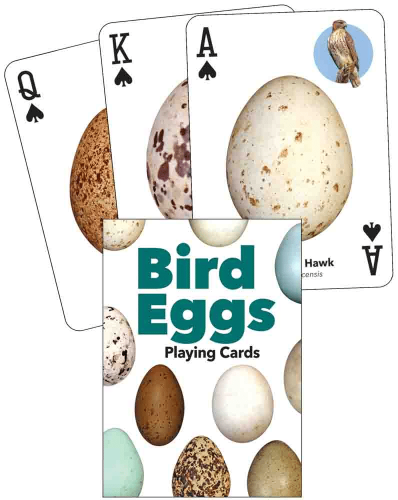 Bird Eggs Playing Cards-by-Adventure Keen