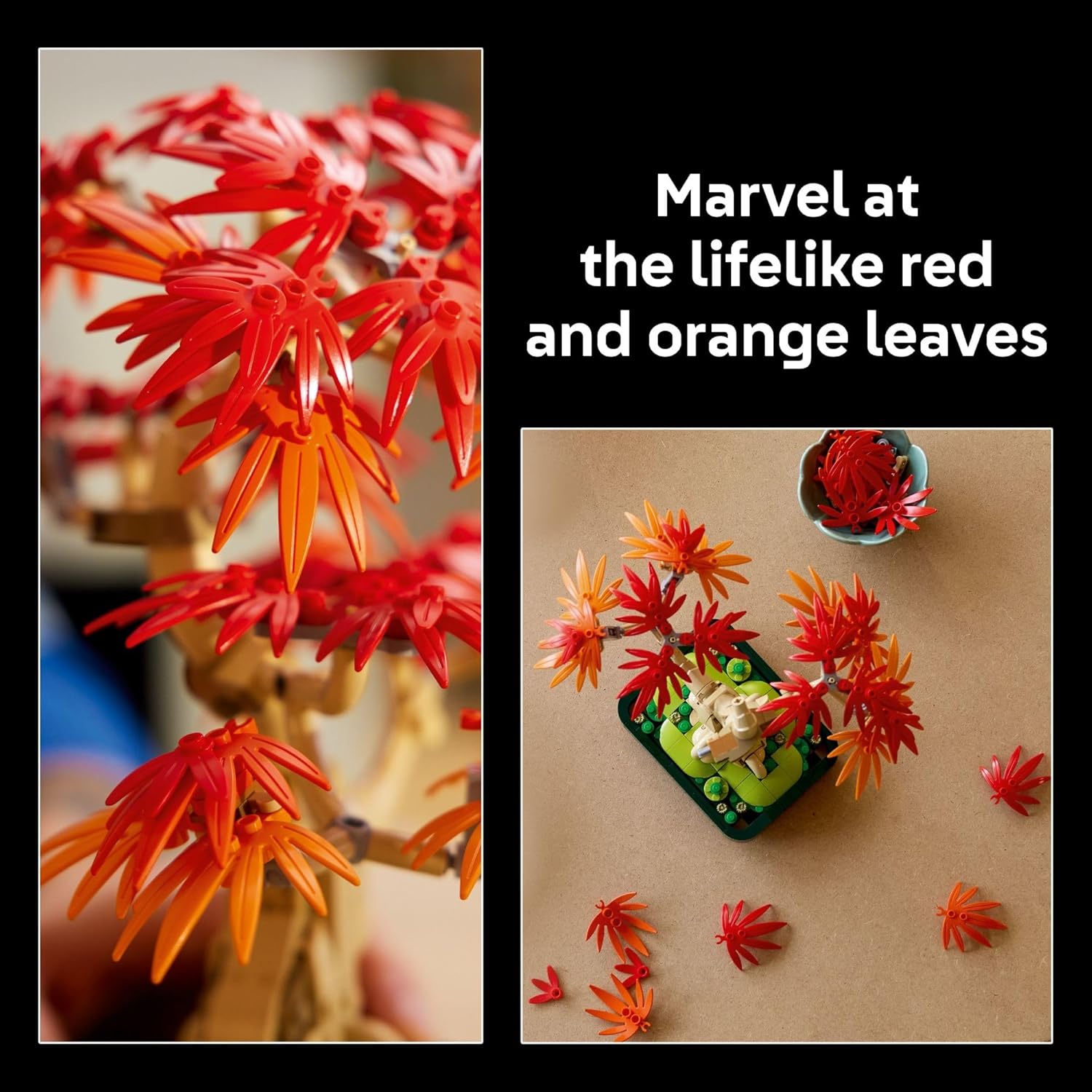 Botanicals Japanese Red Maple Bonsai Tree – A2Z Science & Toys