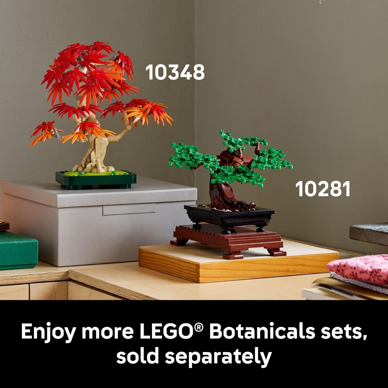 BONSAI出品 41 Year Old Shindeshojo Japanese Maple Specimen Bonsai Tree