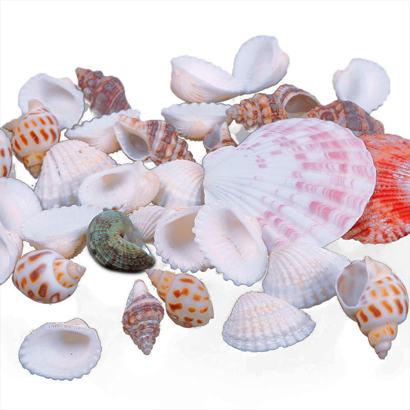 Box of Shore Sea Shells by GeoCentral 1