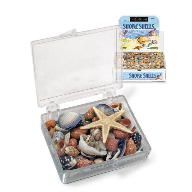 Box of Shore Sea Shells by GeoCentral