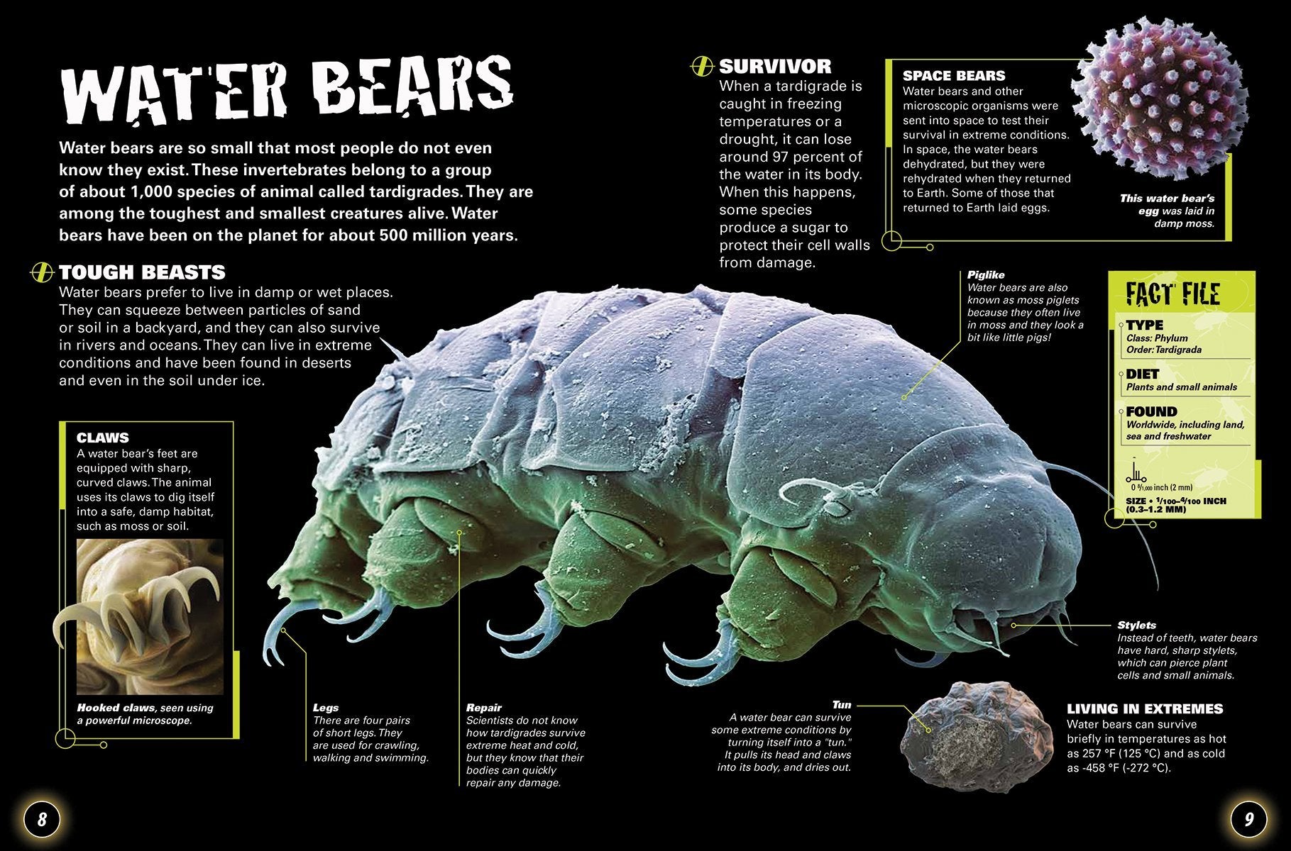 Bugs in the Backyard by Firefly Books 1