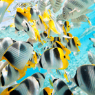 Butterfly Fish Wooden Puzzle by Zen Puzzles