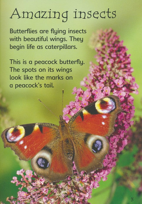 Caterpillars and Butterflies Usborne Beginners by Usborne 2
