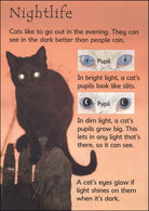 Cats Usborne Beginners by Usborne 2