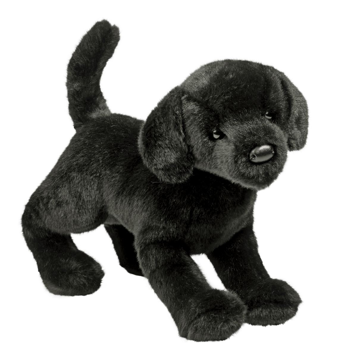 Chester Black Lab 12