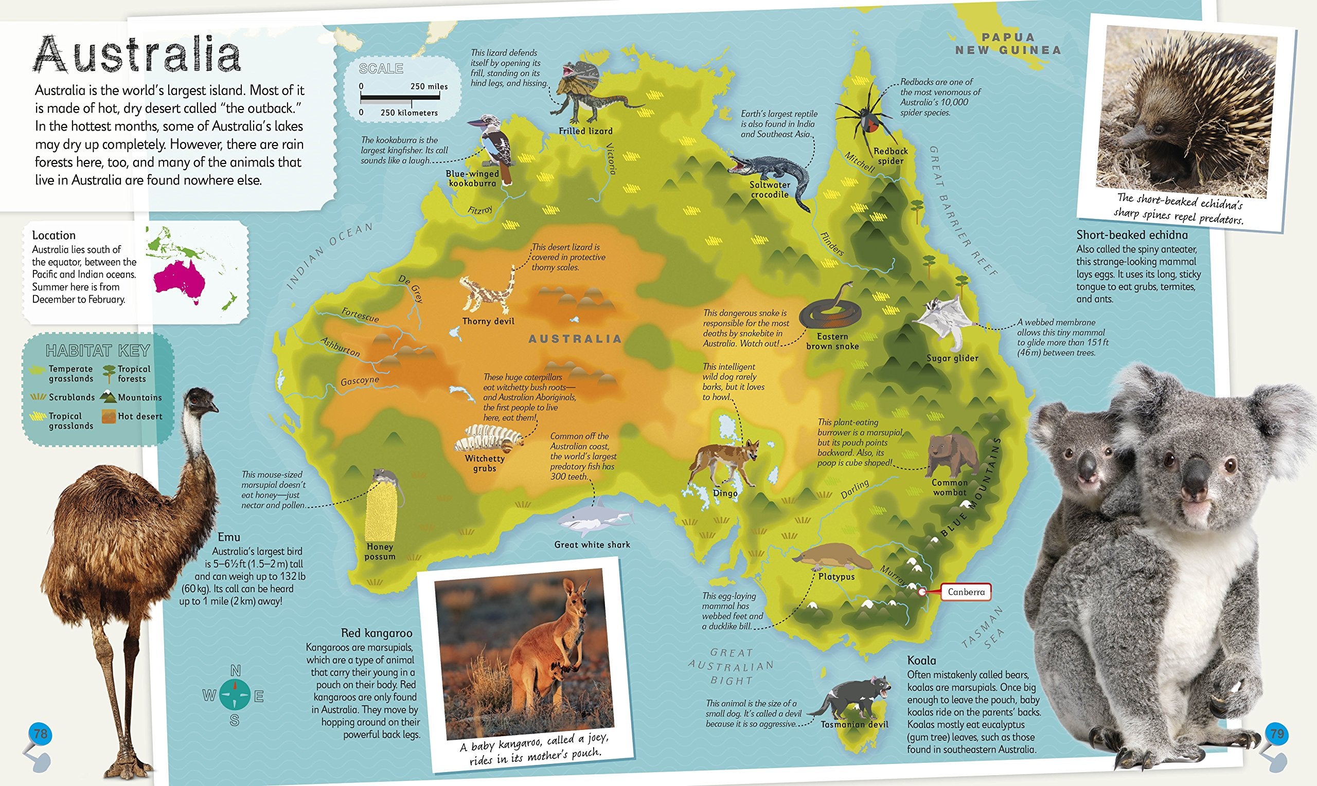 Childrens Illustrated Animal Atlas by Dorling Kindersley 5