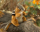 Chipmunk Puppet by Folkmanis 3
