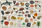 Collectible Fossils Laminated Poster by Feenixx