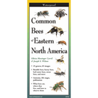 Common Bees of Eastern North America by Earth Sky Water