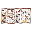 Common Butterflies of the Northeast by Earth Sky Water 1