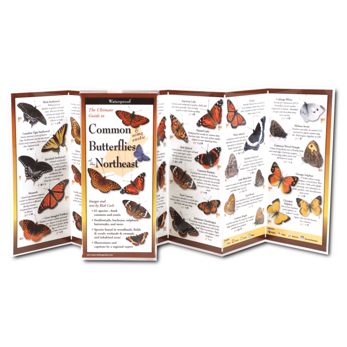 Common Butterflies of the Northeast by Earth Sky Water 1