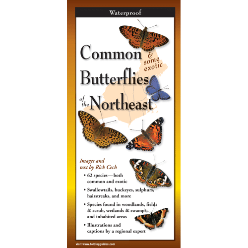 Common Butterflies of the Northeast by Earth Sky Water