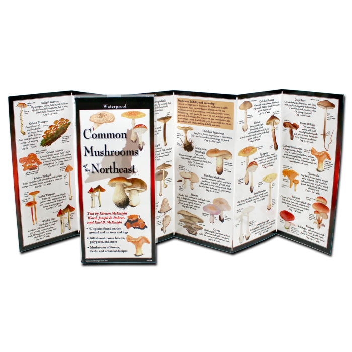 Common Mushrooms of the Northeast by Earth Sky Water 1