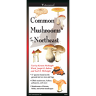 Common Mushrooms of the Northeast by Earth Sky Water