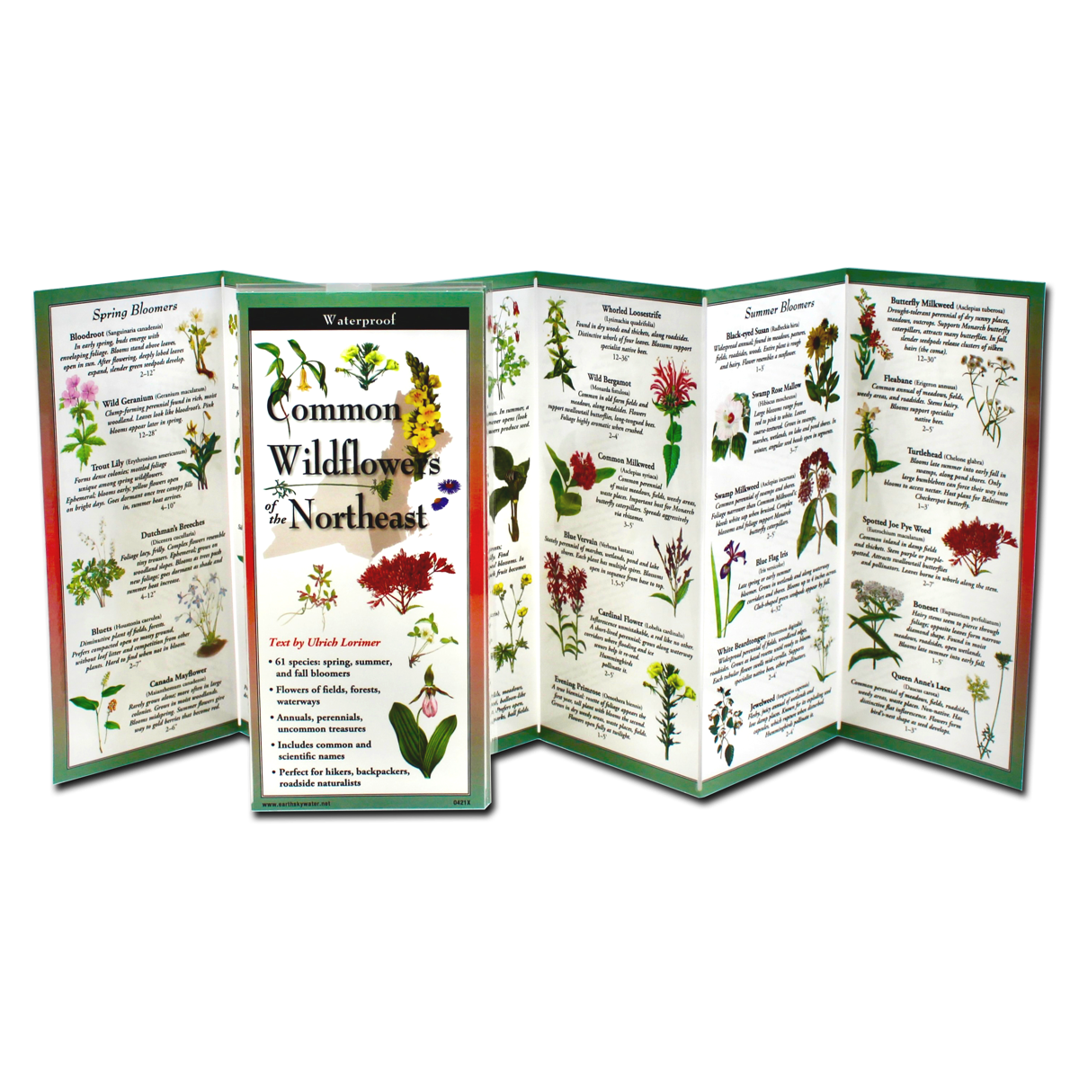 Common Wildflowers of the Northeast by Earth Sky Water 1