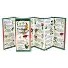 Common Wildflowers of the Northeast by Earth Sky Water 1