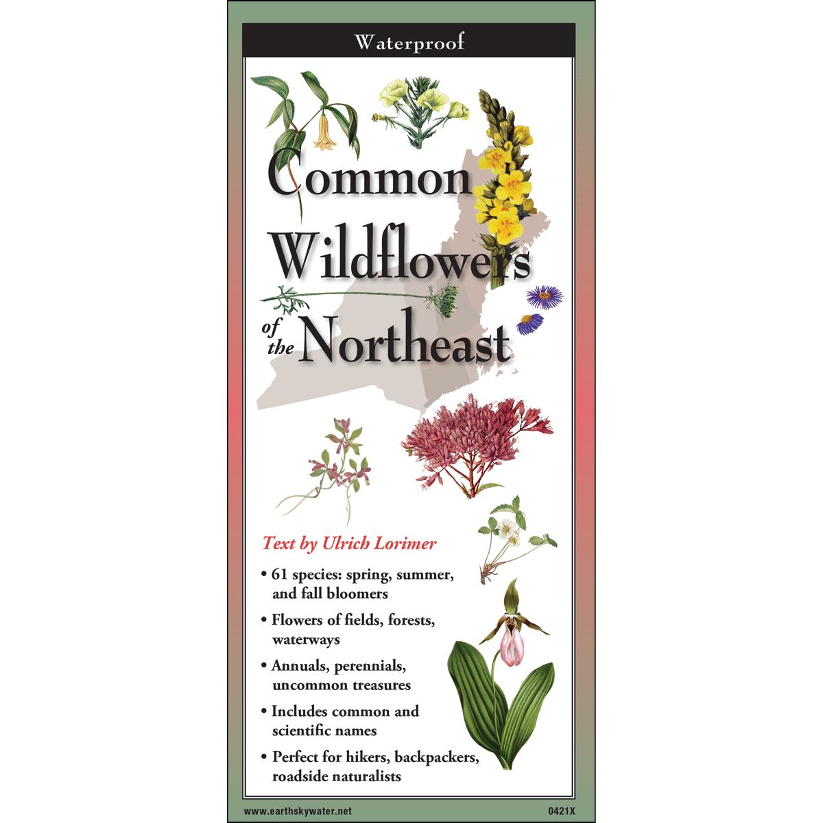 Common Wildflowers of the Northeast by Earth Sky Water